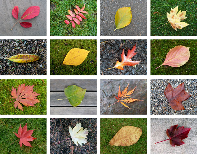 Leaves - Bainbridge Is. - WA - USA - 2009