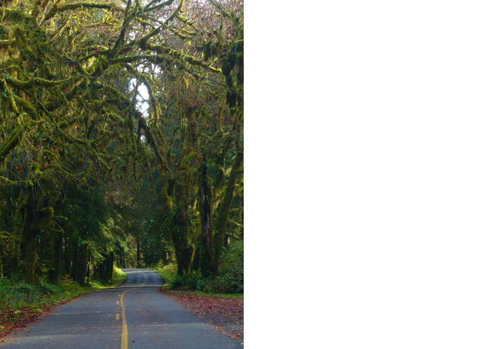 Hoh Rain Forest - WA - USA - 2009